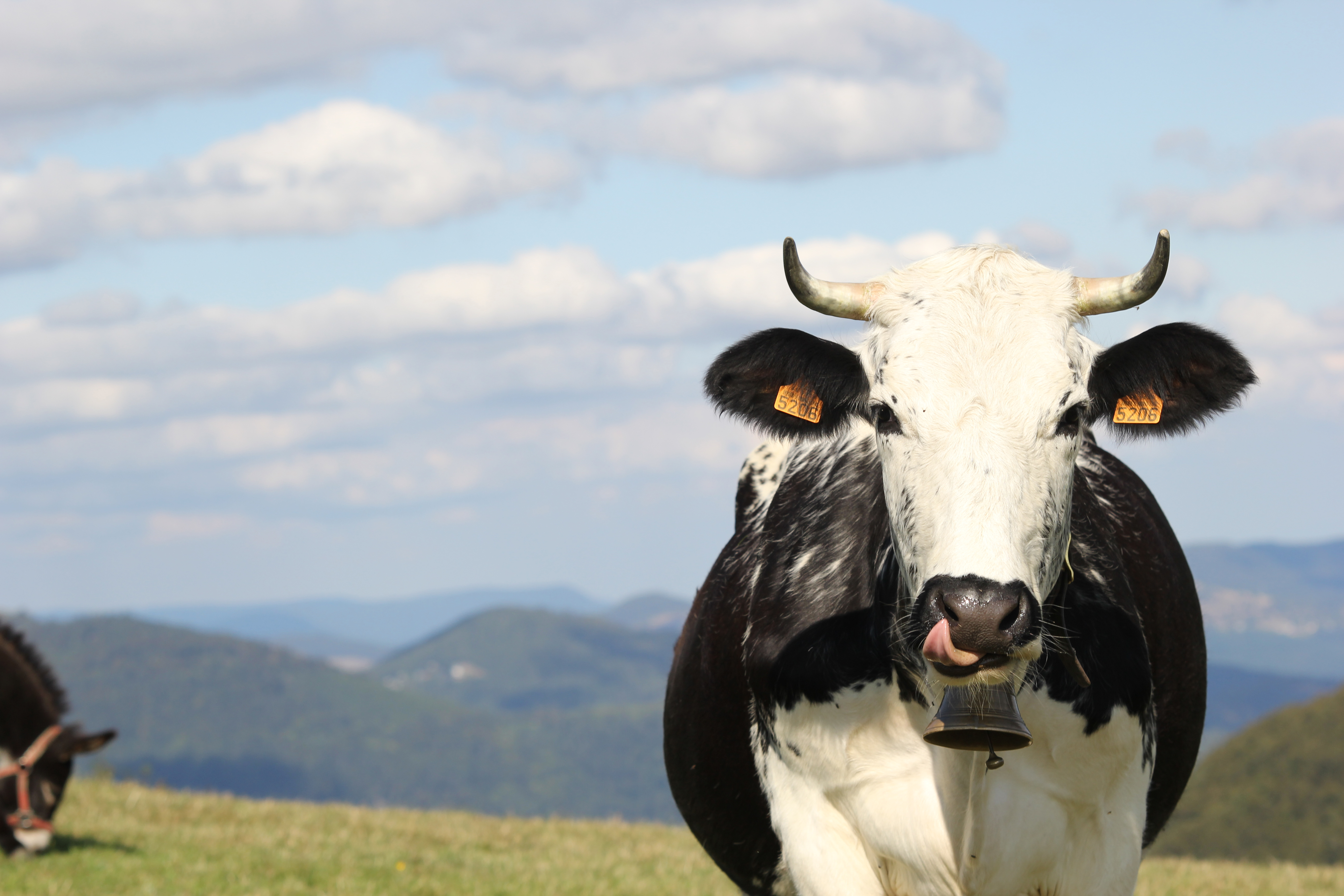 Vache vogienne dasnun panorama de montagne.JPG