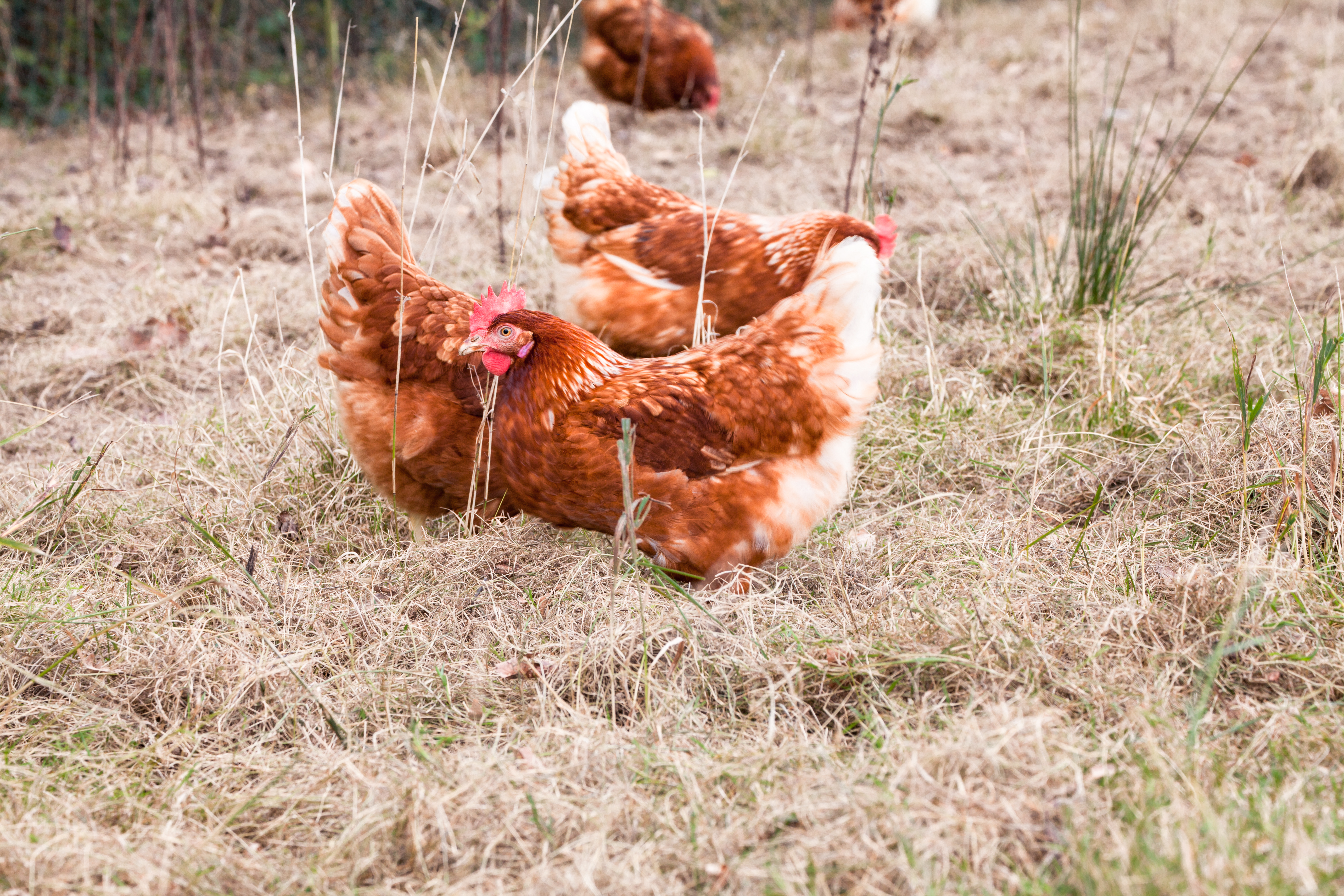 Poule rousse de la ferme de l'Or&eacute;e du bois.jpg